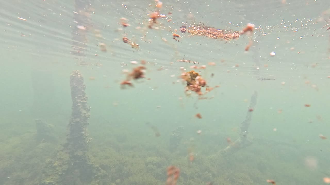 은 물은 물에 잠긴 뿌리와 잔해를 드러니다.