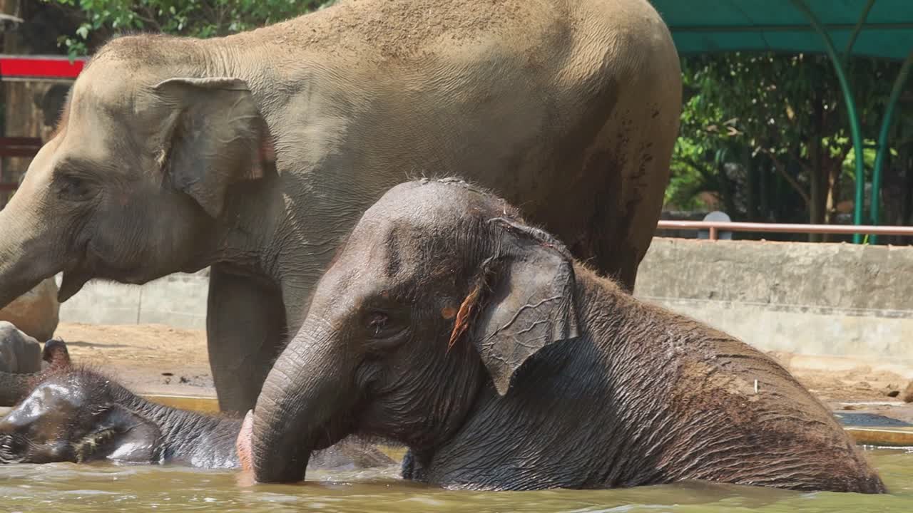 Elephants Playing in a Zoo Pool