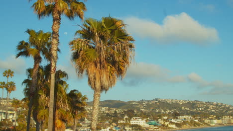 palm trees, slightly swaying in the breeze, of a pacific coast community in southern californian during later afternoon