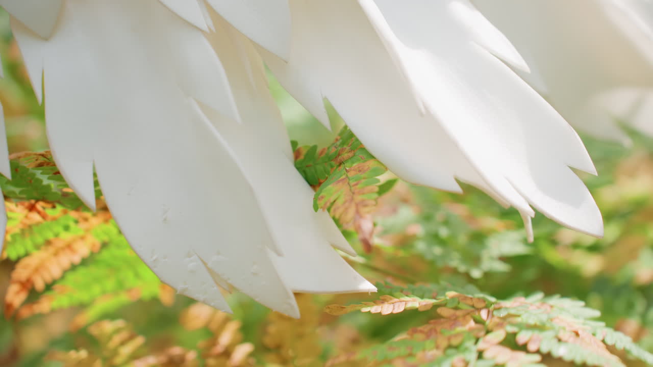 Close up of fairy goddess walking gracefully through forest with white wing brushing fern leaves under warm golden sunlight symbolizing peace beauty and sacred harmony
