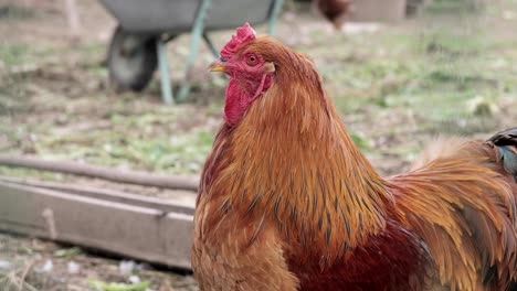 rooster close-up on the farm