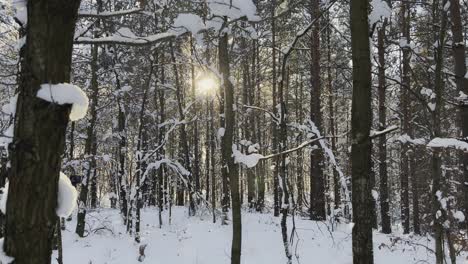 A-panning-4K-video-of-sunlight-beautifully-shining-through-a-winter-forest,-creating-a-stunning-and-radiant-scene