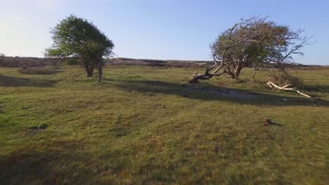 Aerial:-The-dune-nature-reserve-of-Oostkapelle-with-grazing-ponies