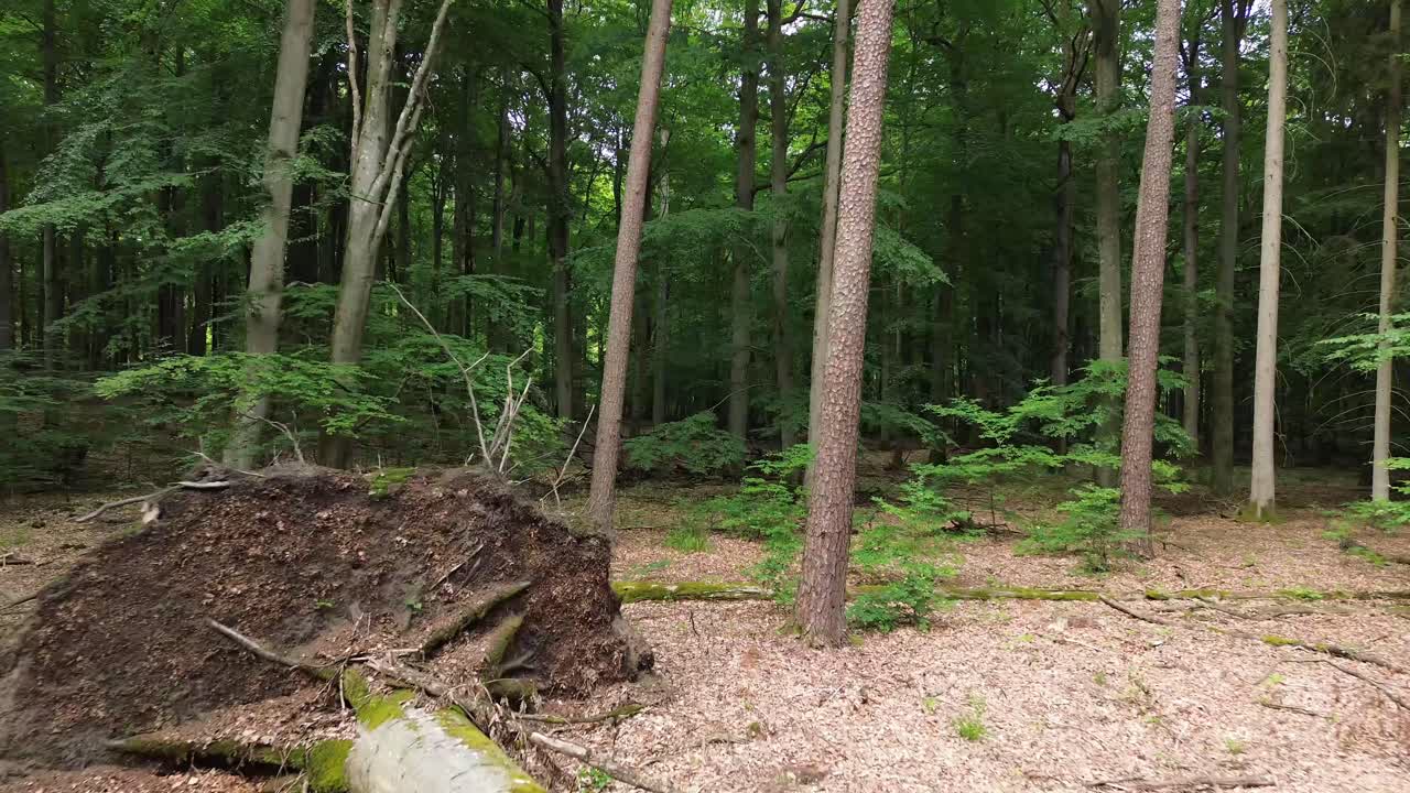 "Journey through the European wilderness as the drone takes a scenic fly-by—sunlit forest, fallen trees, and the vibrant hues of autumn leaves paint a breathtaking natural canvas