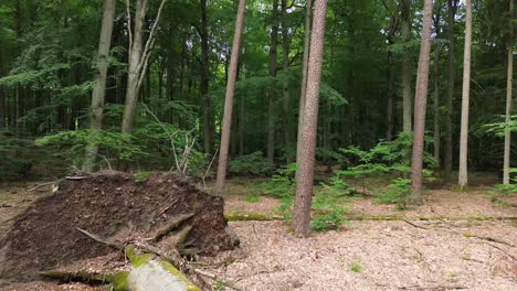 "reise durch die europäische wildnis, während die drohne einen malerischen, sonnigen wald, gefallene bäume und die lebendigen farben der herbstblätter überfliegt, die eine atemberaubende natürliche leinwand malen