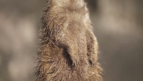 close up rising on a meerkat standing upright in its rear legs looking around in alert