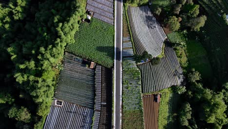 overhead drone shot of a road in the middle of plantation