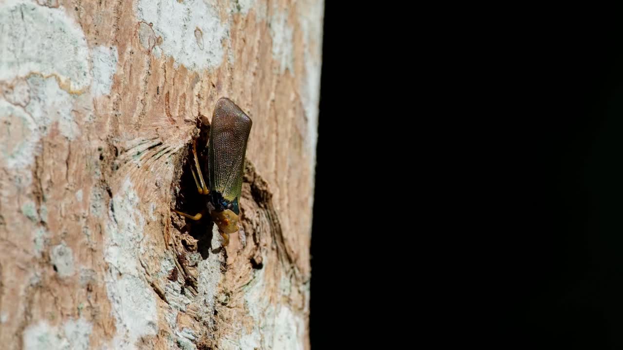 La telecamera si allarga mentre questo insetto è esposto sotto il sole pomeridiano nella foresta, una cicadella (Fulgoromorpha), Thailandia