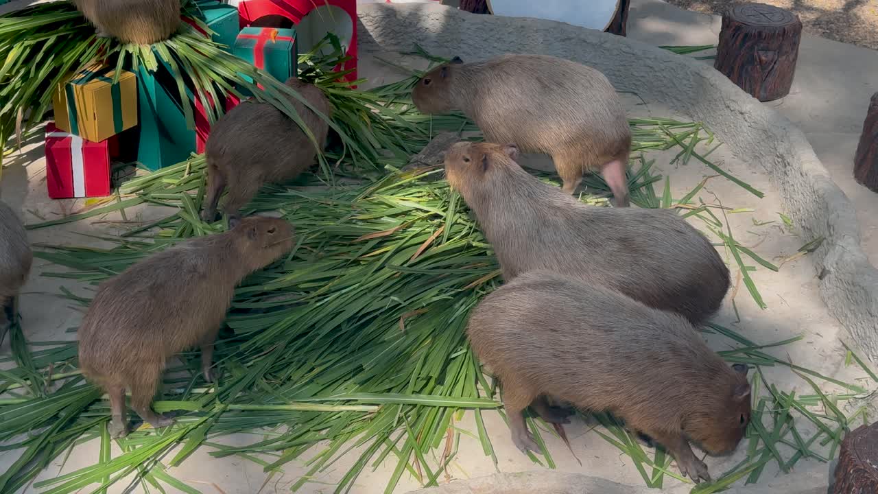 풀을 먹는 카피바라