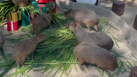 capíbaras comiendo hierba