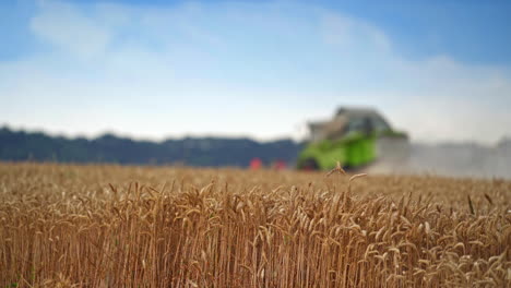 heavy ears of wheat in the plantation. wheat spikelets standing still on the summer windless day. blurred harvester working at the backdrop.