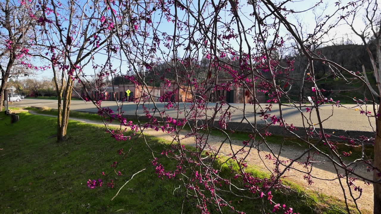 Beautiful Purple Flowers Blooming At Shasta State Historic Park In California USA On A Sunny Day In Springtime - Medium Shot