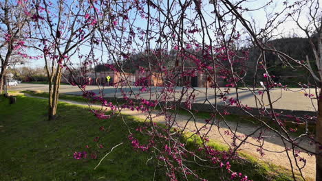 hermosas flores moradas que florecen en el parque histórico estatal de shasta en california, ee.uu. en un día soleado en primavera - plano medio
