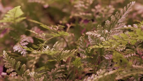 Extreme-close-up-shot-of-a-fern-plant-in-a-pot-under-LED-light