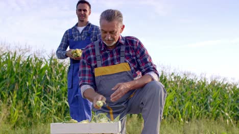 bauern, die mais auf dem feld pflücken