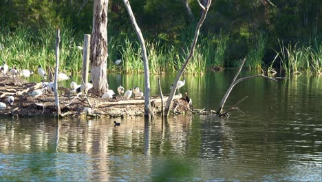 A-large-flock-of-Australian-white-ibises-roost-and-build-nests-on-an-island-in-the-midst-of-a-wildlife-lake,-thriving-in-the-wetland-environment-during-the-breeding-season