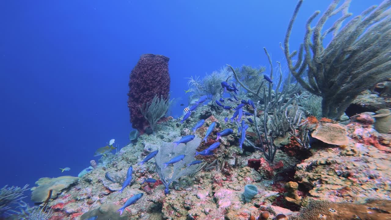 sumérgete en el vibrante mundo submarino donde un grupo de peces azules nada alrededor de un próspero arrecife de coral, mostrando la biodiversidad marina