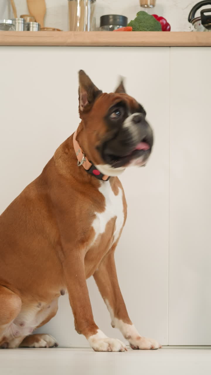 Cute dog sits on floor near owner jumping and dancing while cooking at countertop. Domestic animal watches man having fun in kitchen at home closeup