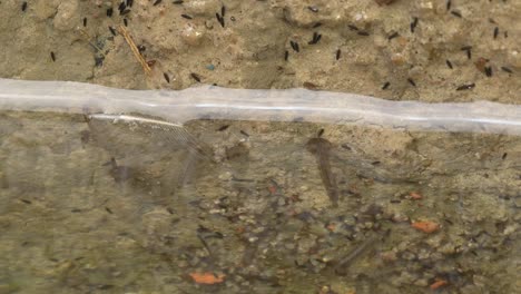 still water with larvae of the aedes mosquito