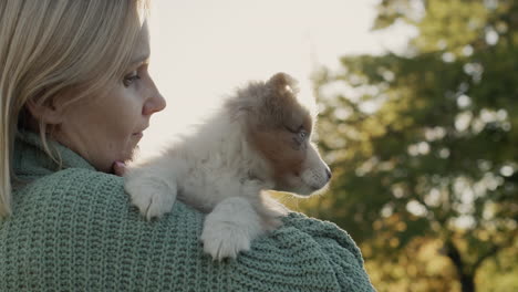 a woman holds a cute australian shepherd puppy on her shoulder. walk with your beloved pet in the park