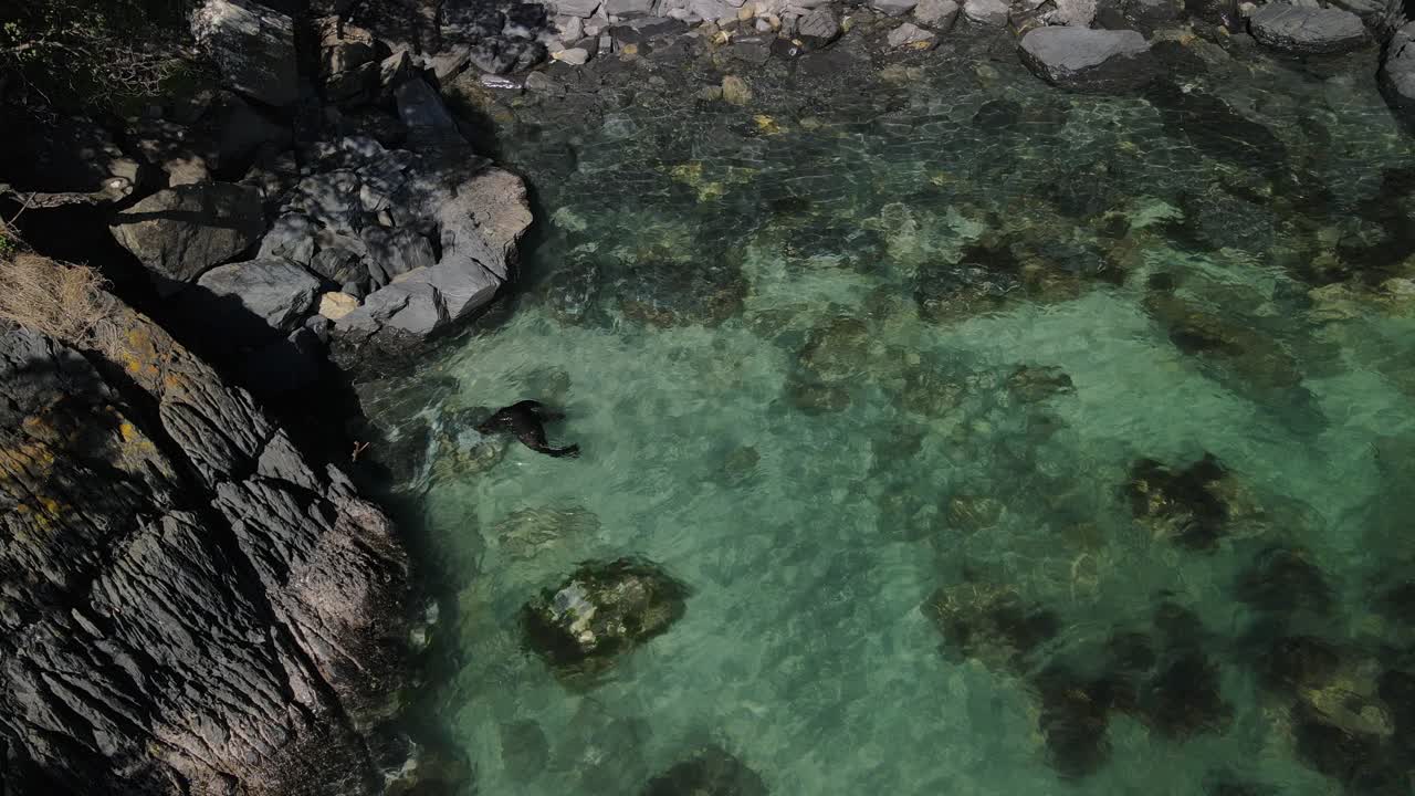 Un'otaria orsina della Nuova Zelanda che nuota a Whites Bay