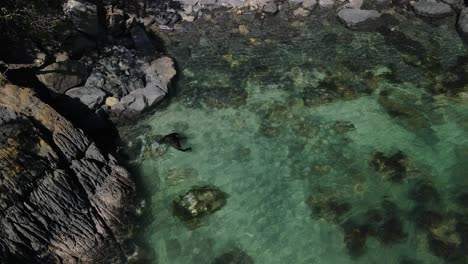 Un-Lobo-Marino-De-Nueva-Zelanda-Nadando-En-La-Bahía-De-Los-Blancos