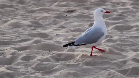 una gaviota caminando por la playa de arena