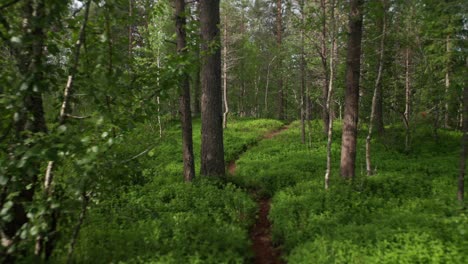 An-enjoyable-walk-along-the-narrow-trail-in-the-lush-forest