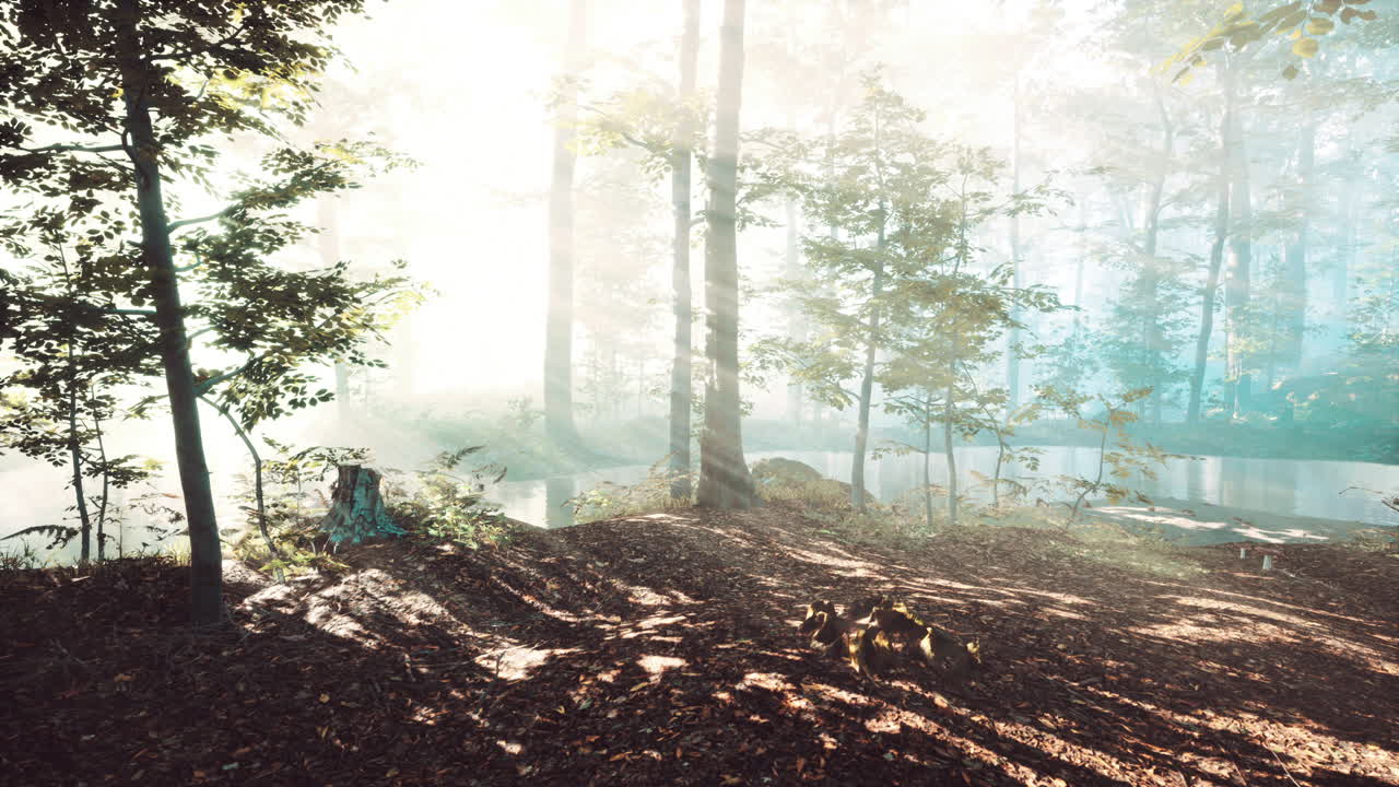 숲 속의 아름다운 아침