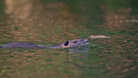 Ein-Wilder-Nutria-Oder-Nutria-{Myocastor-Nutria),-Der-über-Einen-Fluss-In-Südamerika-Schwimmt