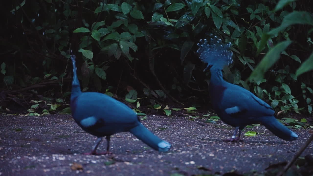 Blue peacock birds, side view
