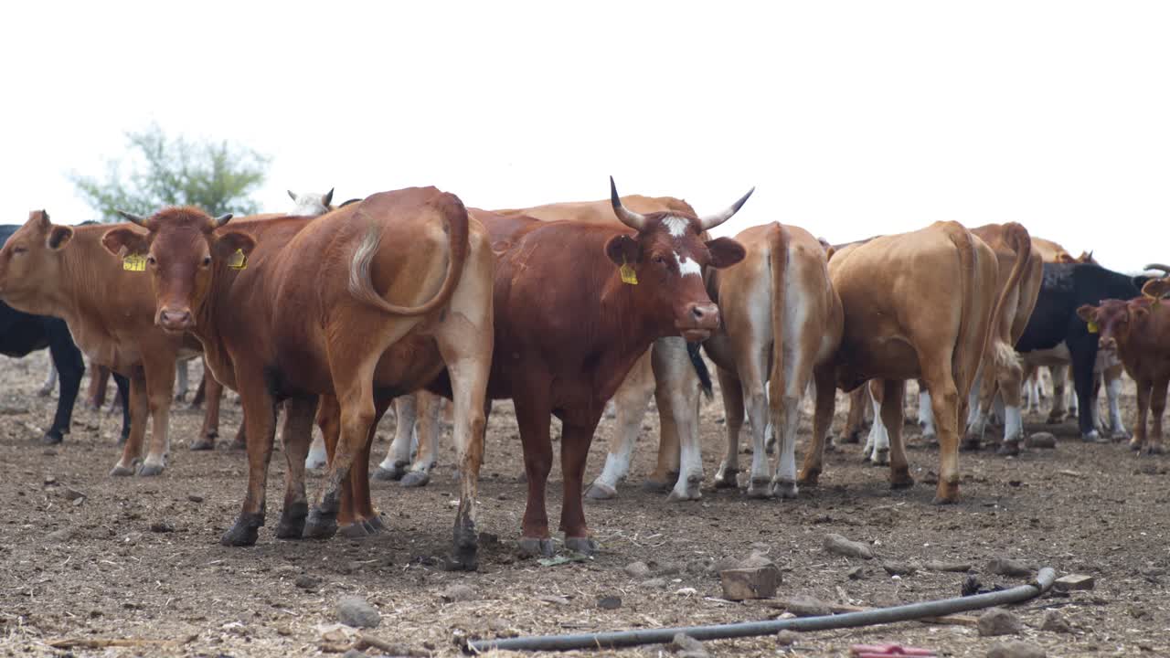 많은 소들이 들판에 서서 꼬리를 흔들고 있다