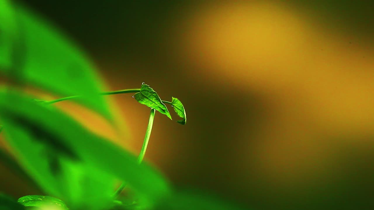 concepto de un crecimiento de planta solitaria con espacio de texto