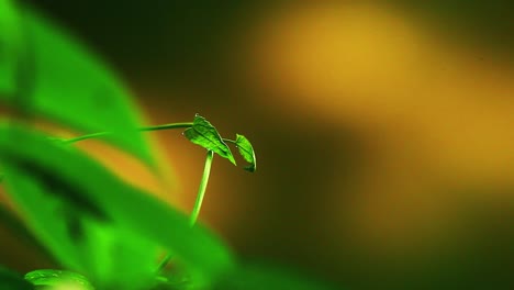 concepto de un crecimiento de planta solitaria con espacio de texto