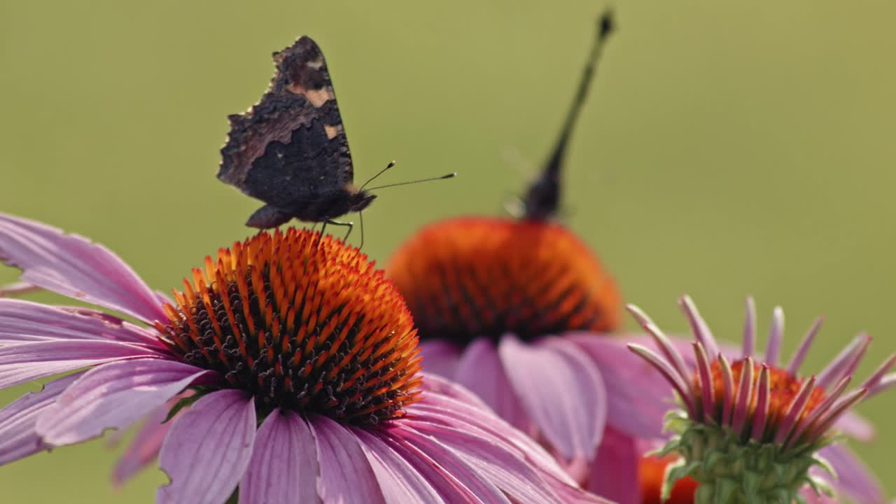 Two butterflies eating Nectar From Purple Coneflower - macro-1