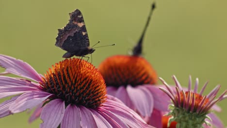 two butterflies eating nectar from purple coneflower - macro-1