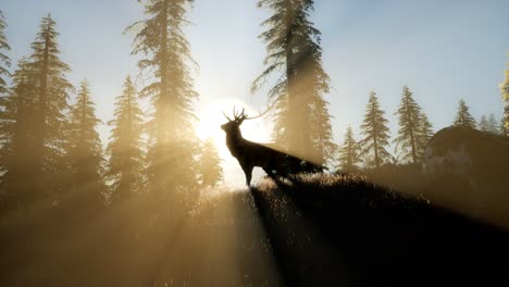 deer male in forest at sunset