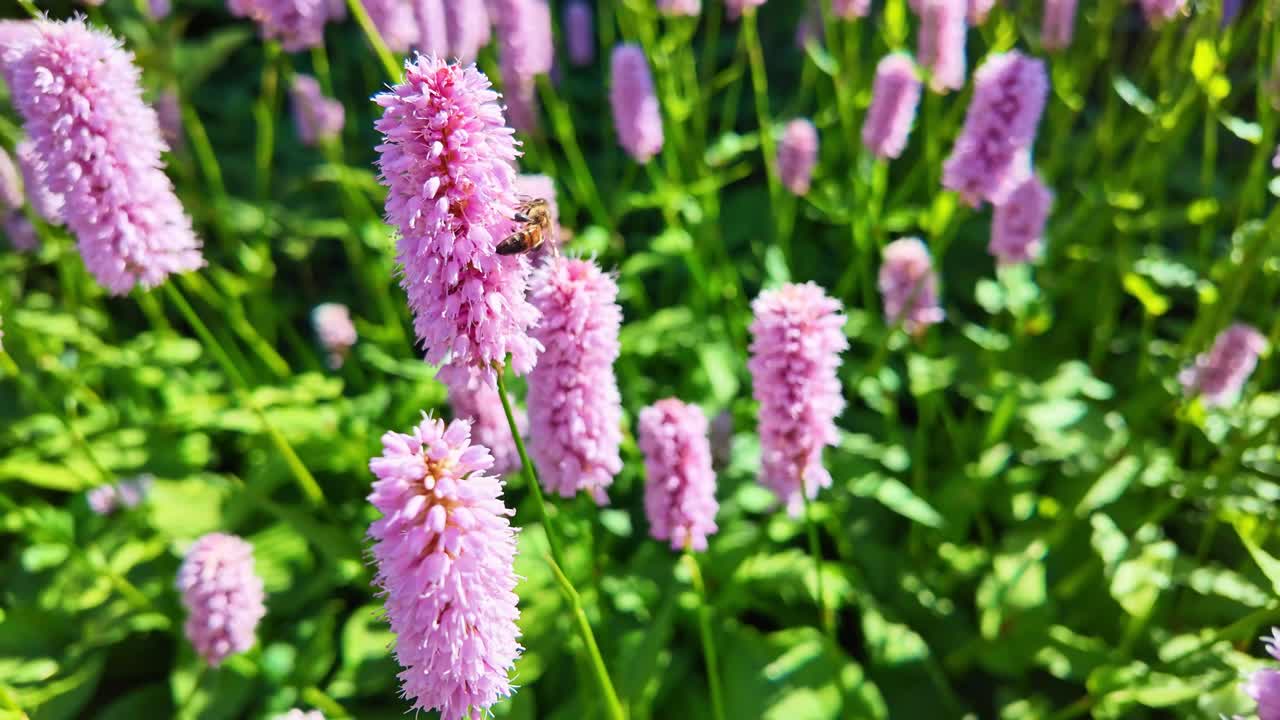 Starts on pink bistort flower with bee, then pulls back to reveal many flowers in a vibrant, natural setting - france