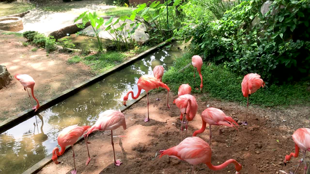 분홍색 플라밍고가 술을 마시고 먹이를 먹습니다.
