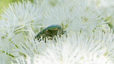 Grüner-Rosenkäfer-Cetonia-Aurata,-Der-Pollen-Auf-Blumenmakro-Nah-Oben-Isst