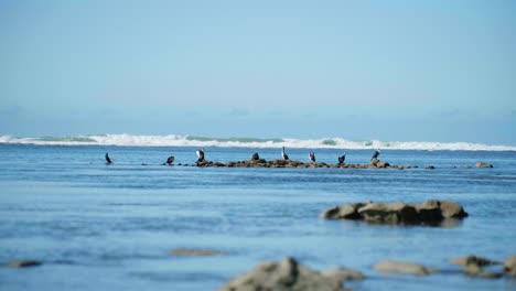 witness the captivating sight as a karuhiruhi takes flight, gracefully returning to its group in a stunning display of avian beauty and the natural rhythm of wildlife