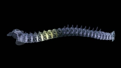 futurista de rayos x holográficos que escanean partes del cuerpo humano