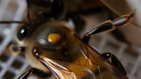 close-up of a bee