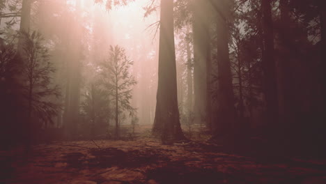 sunlight beams through a foggy forest