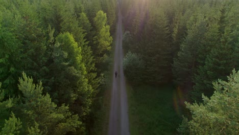 aerial drone following shot of a guy walking through hiking path in wild green pine forest at daytime