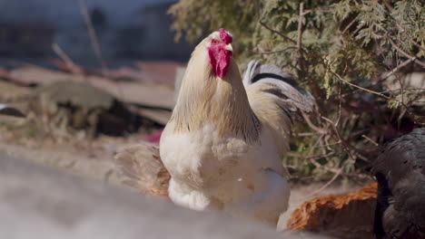 Freilandhaltung,-Ein-Großes-Weißes-Haushahnhuhn-Auf-Einem-Kleinen-Ländlichen-Ökobauernhof,-Henne-Blickt-In-Die-Kamera