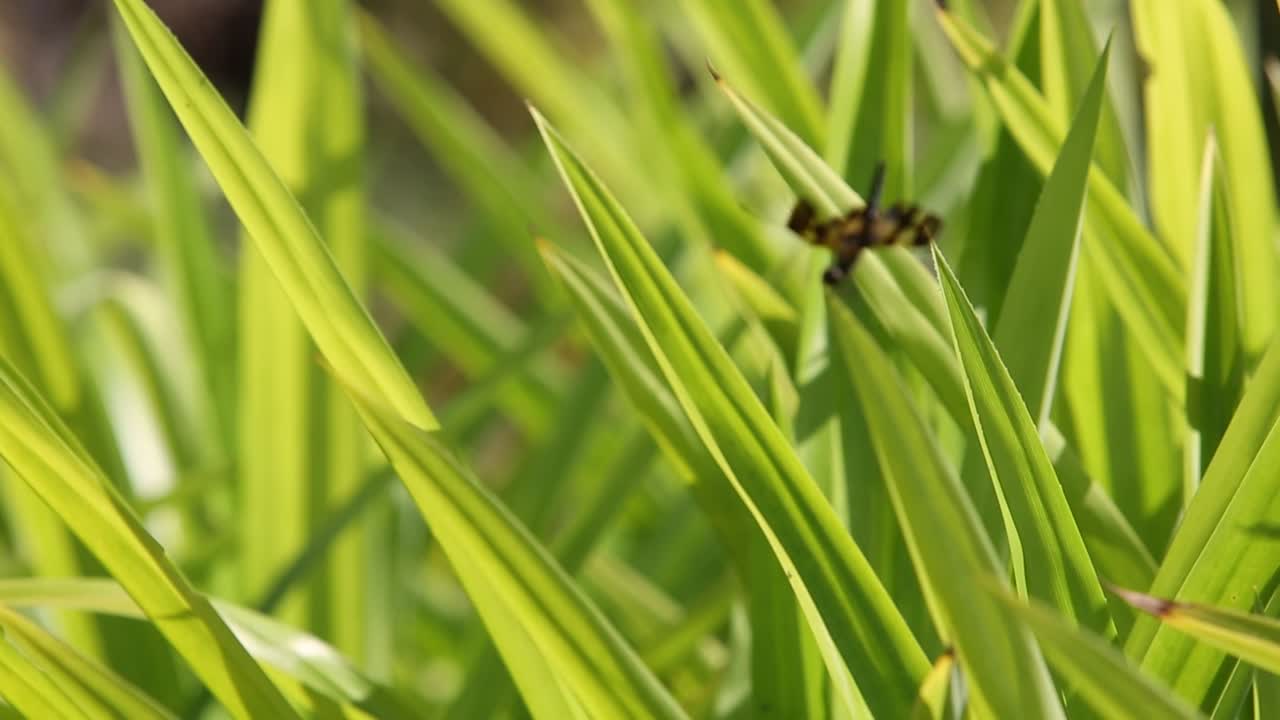 arroz y libélula temprano en la mañana en la provincia de surin, tailandia