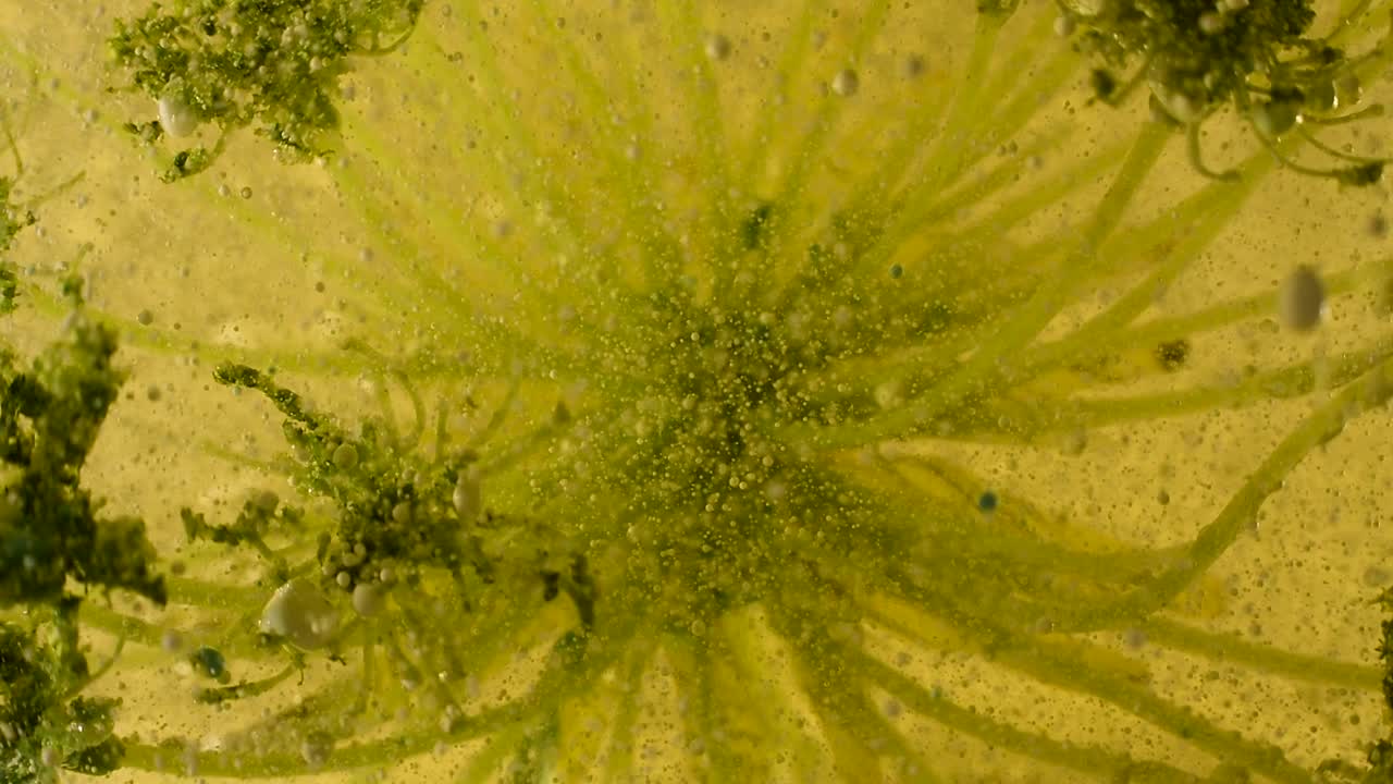 experimentos de botánica líquida alienígena con movimiento de burbujas y escombros y profundidad extrema 60fps