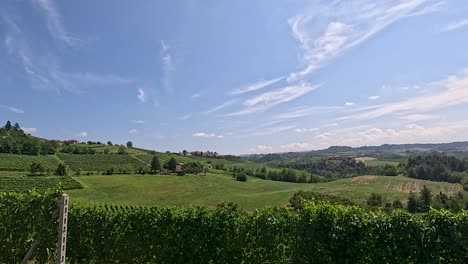 vast vineyard landscape under a clear sky