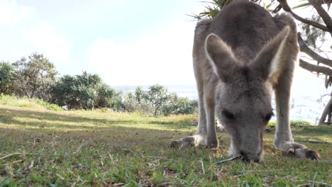 vista cercana de un joven canguro joey pastando en un promontorio costero